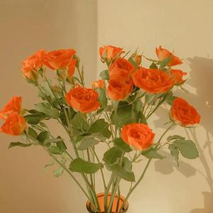 日韩亚洲欧美中文高清在线
